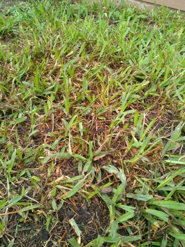 St. Augustine with brown spreading Lawn Care Forum