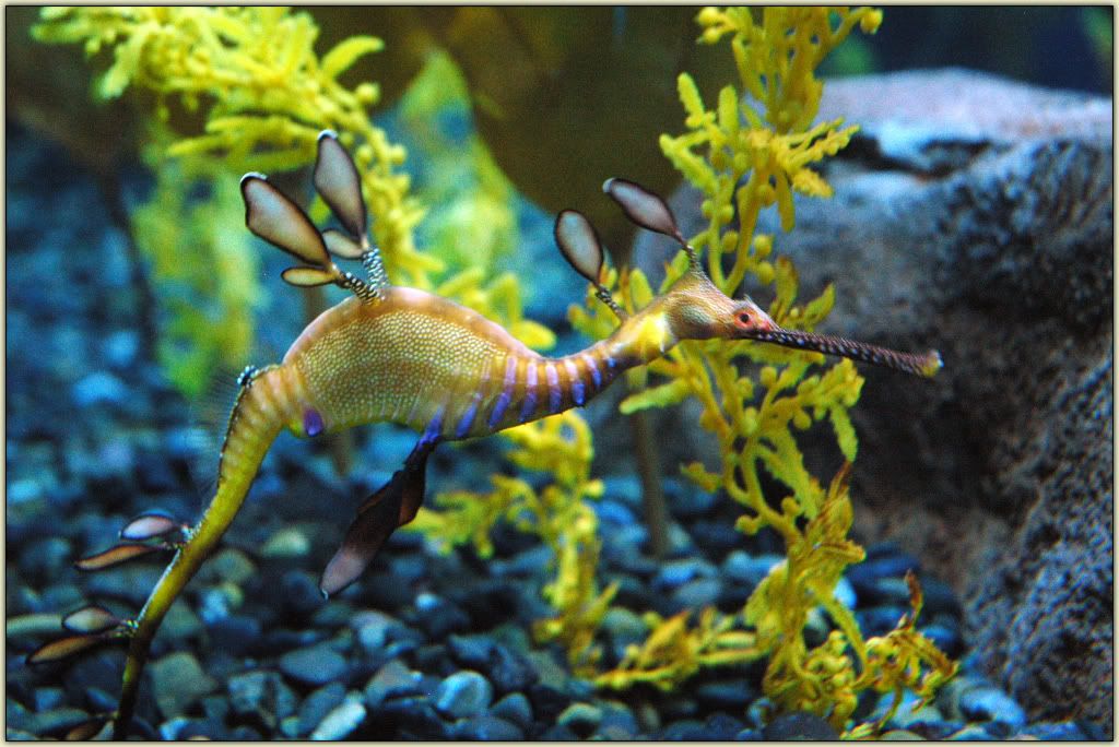 Leafy Seadragon