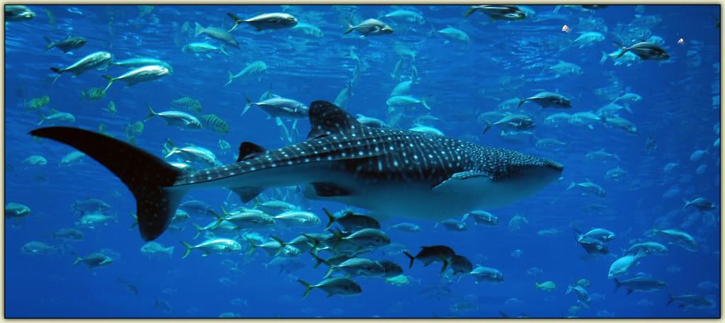 Whale Shark