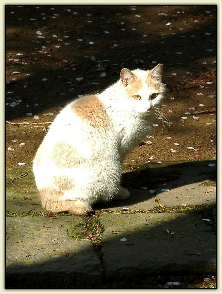 Japanese Bobtail