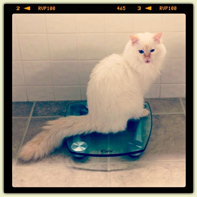 Levon on the Scale, May 5, 2013