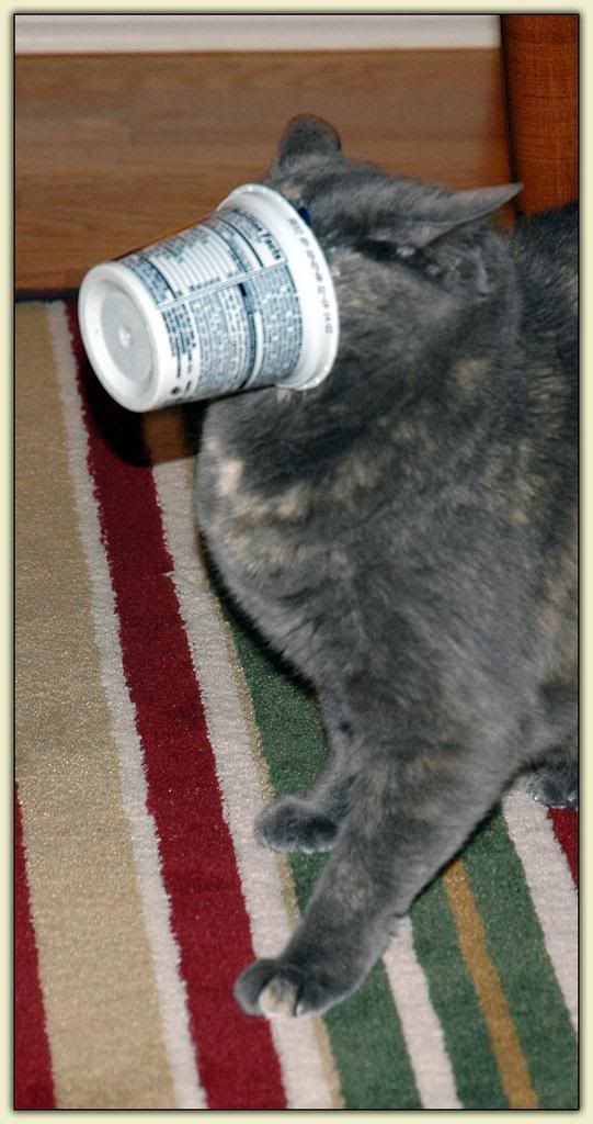 Yogurt-Cat