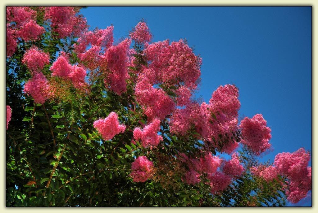 Crape myrtles