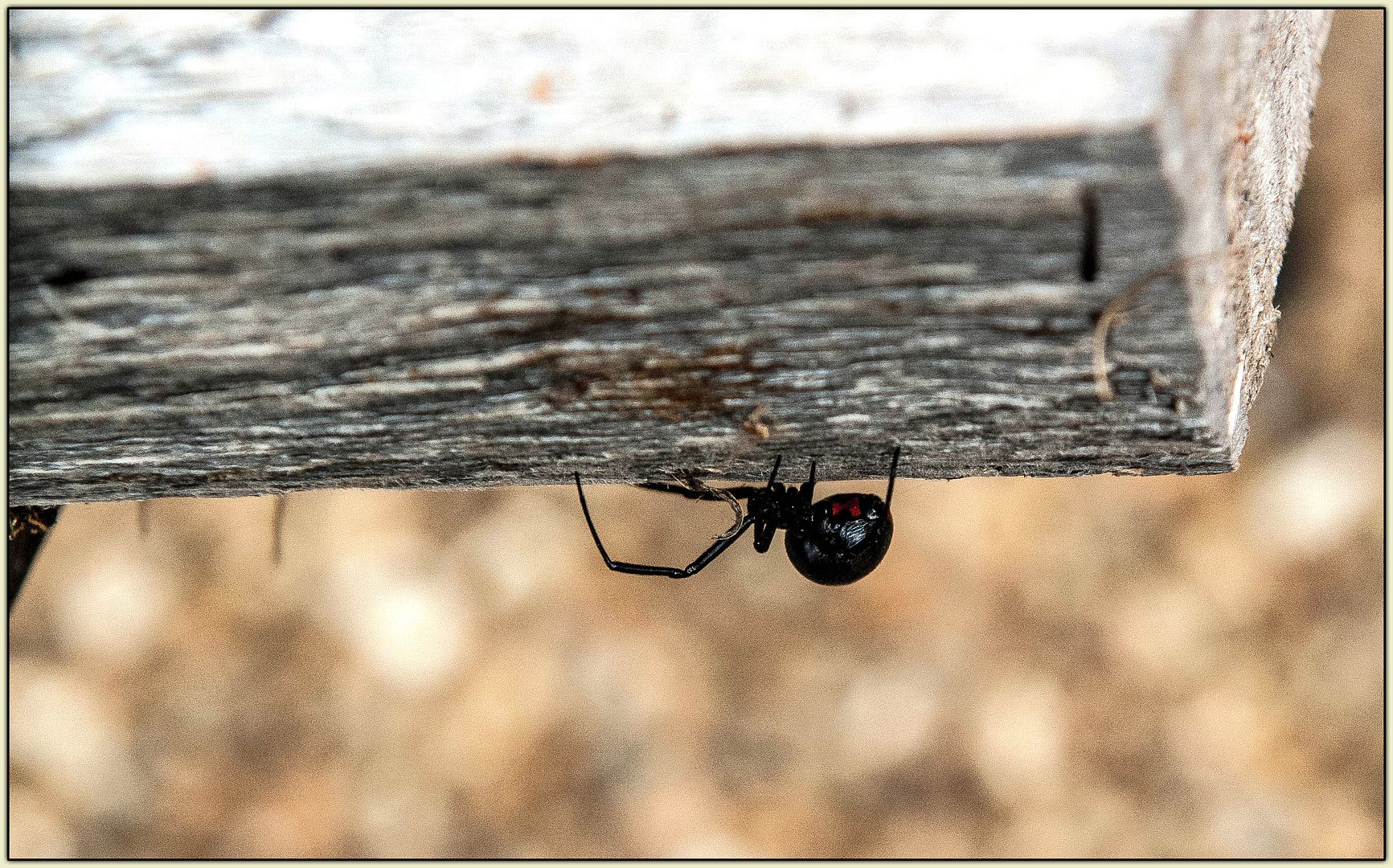 Black Widow on log