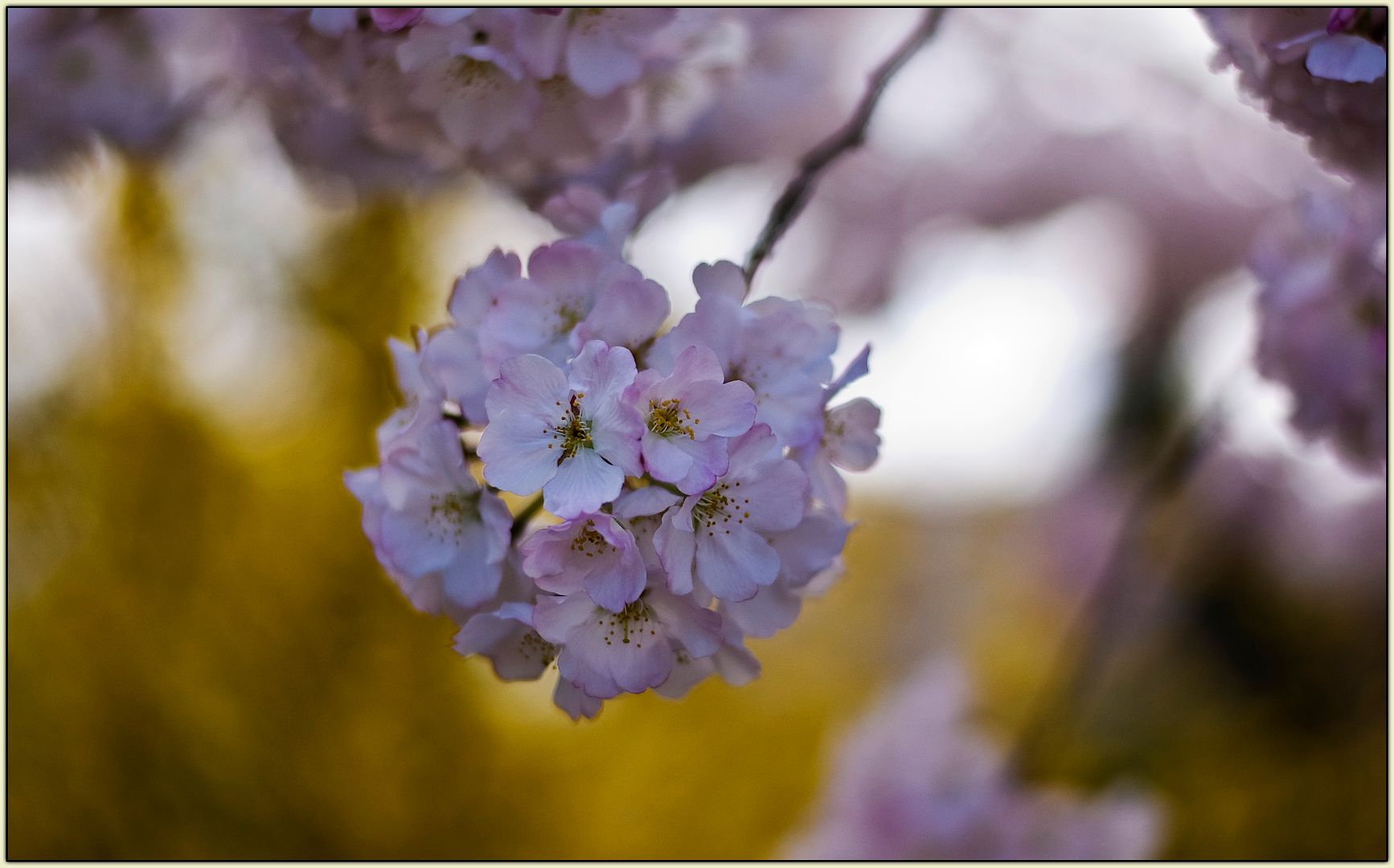 Cherry blossoms in Marietta