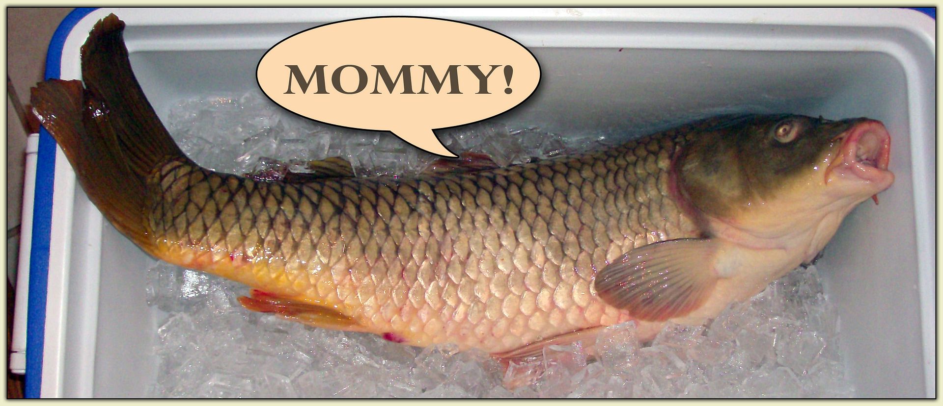 Carp Mommy