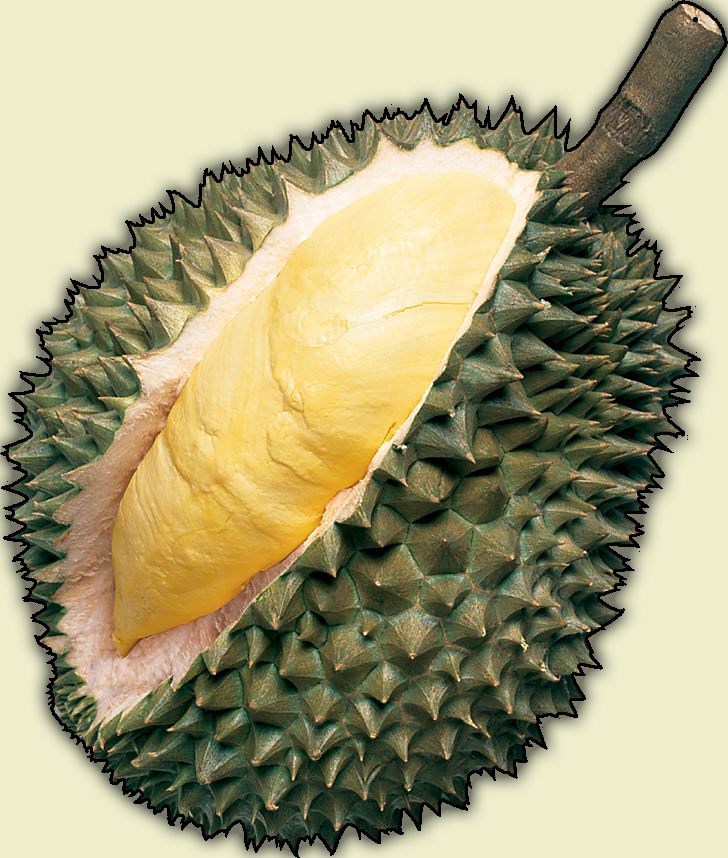 The Infamous Durian