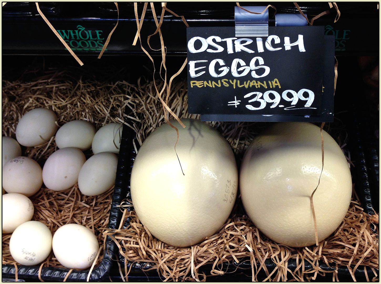Ostrich Eggs!