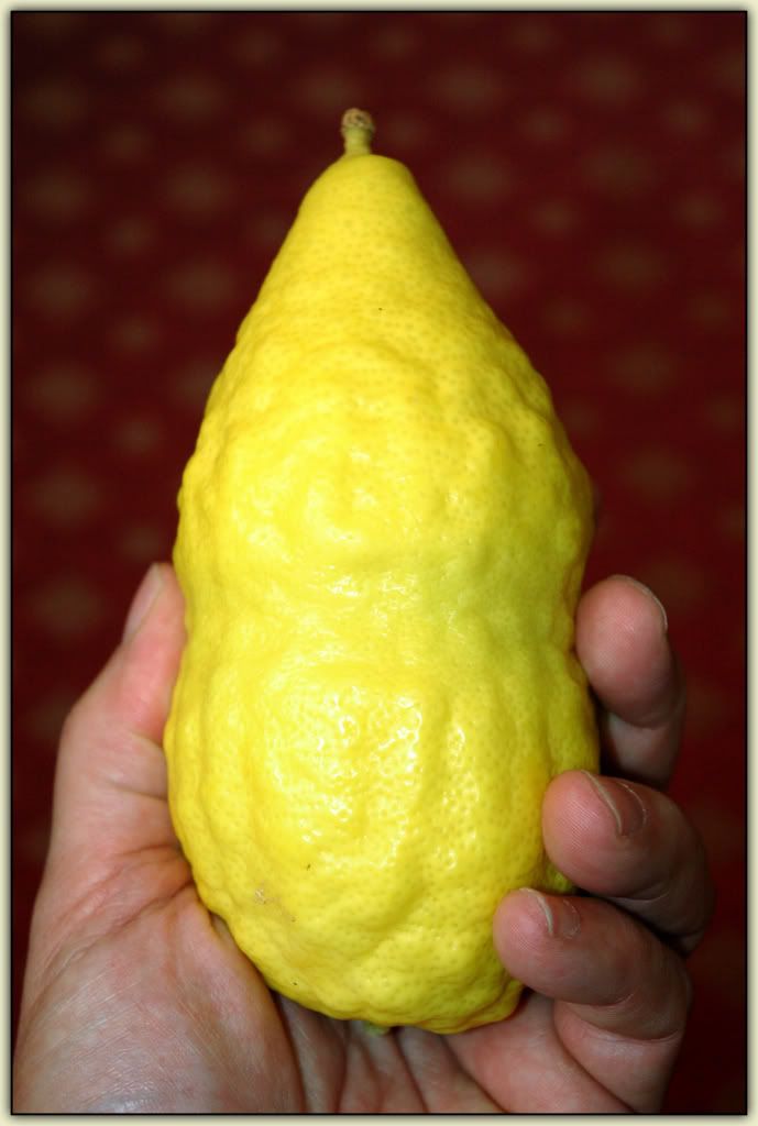 Etrog Gadol