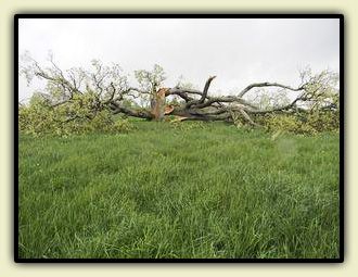 Fallen Oak in Sharon