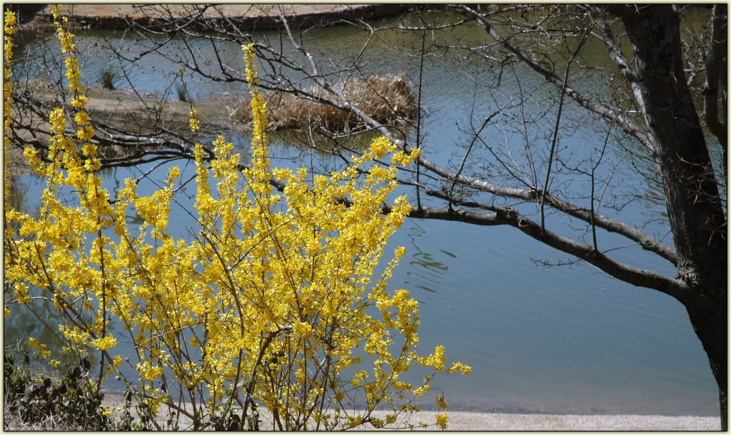 Forsythia