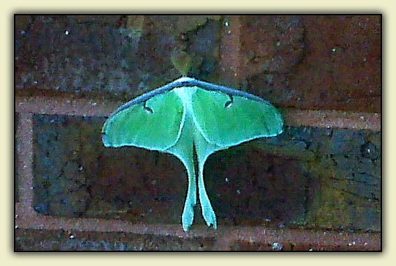 Luna Moth