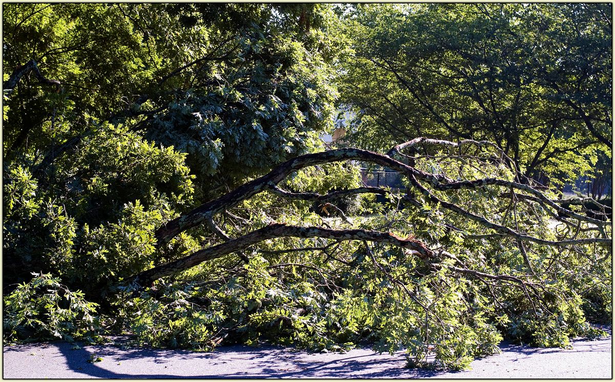 Downed Trees 6-14-13