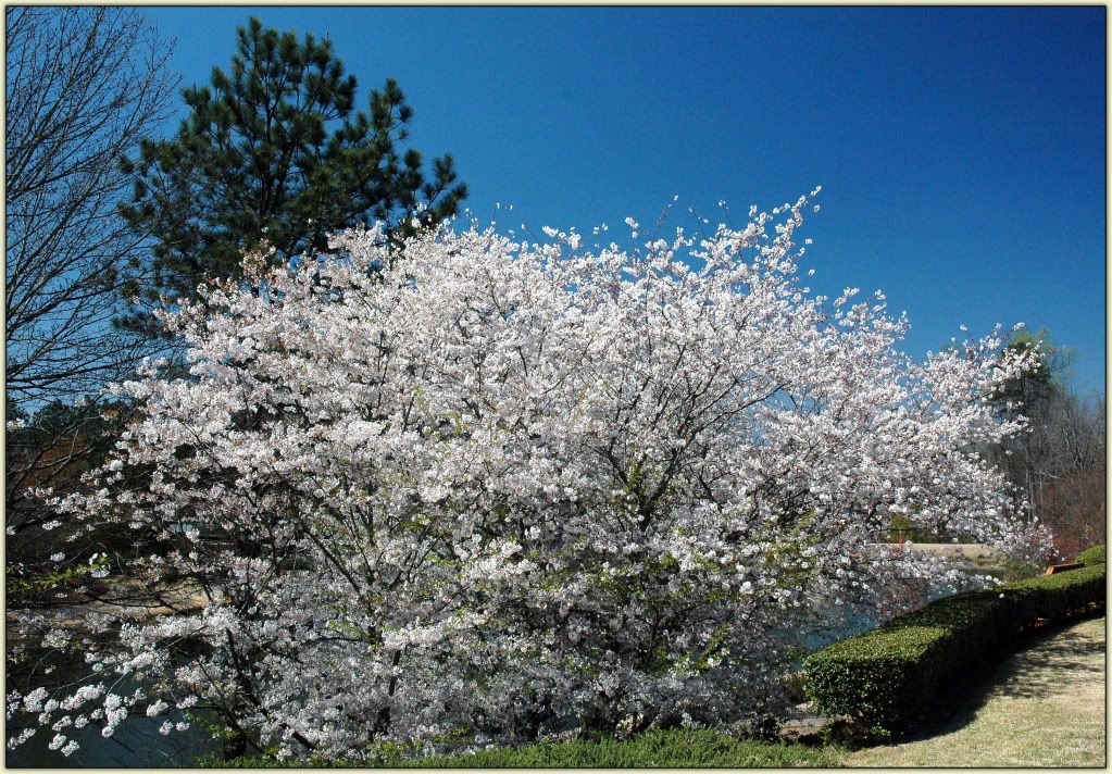 Spring Cherries