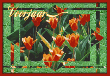 voorjaar Pictures, Images and Photos