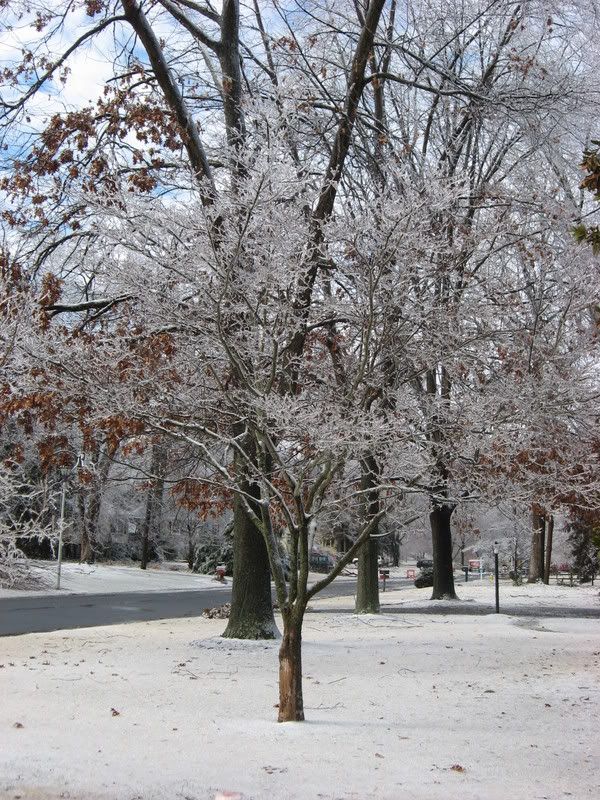frozen Trees