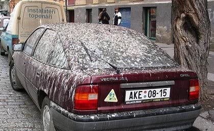 120birdRevenge120.jpg