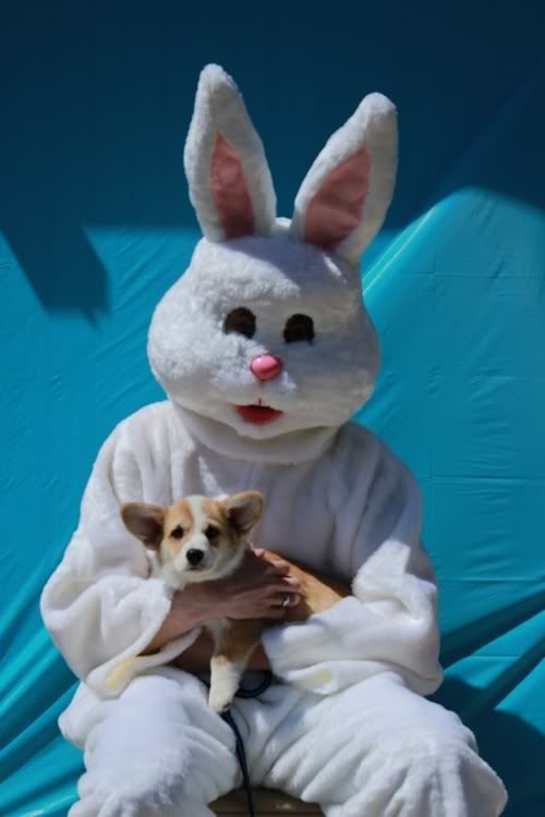 bunnycorgi.jpg
