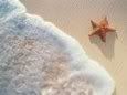 starfish Pictures, Images and Photos