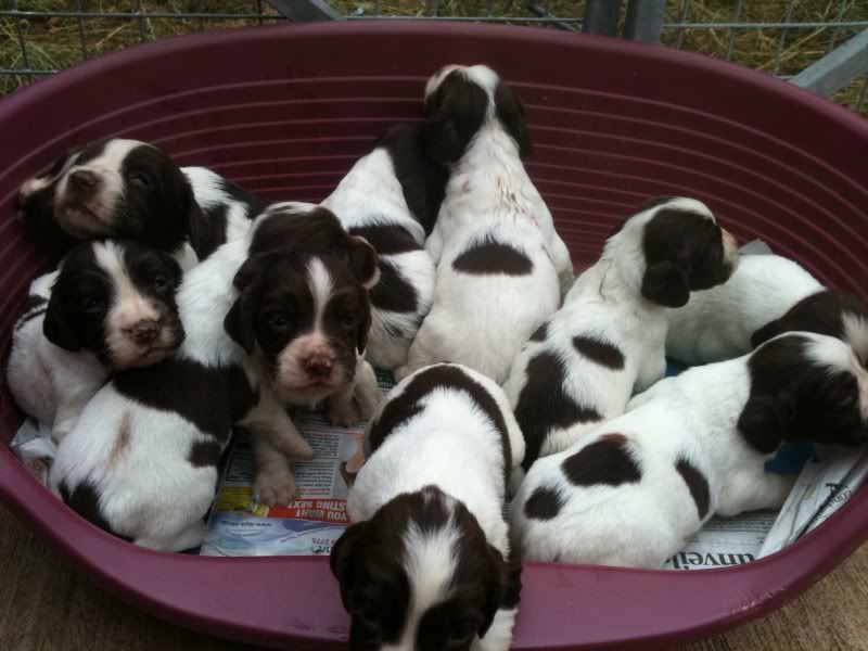 puppies2.jpg