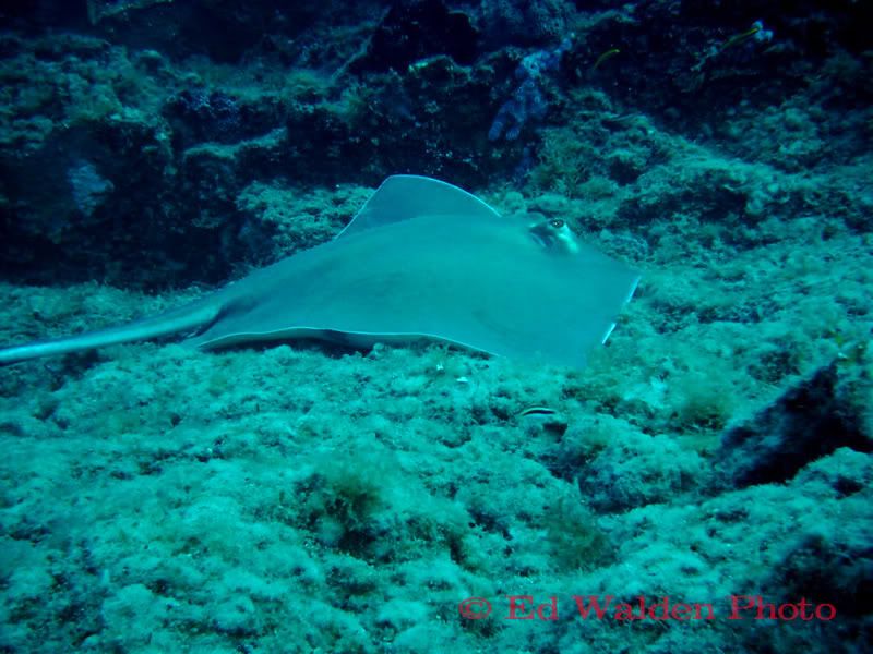 Stingray Pictures, Images and Photos