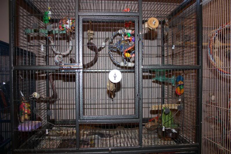 Parrotlet Cage Setups Avian Avenue Parrot Forum