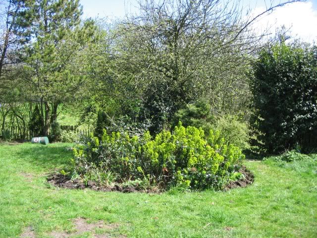 http://i107.photobucket.com/albums/m317/mrsnesbitt_2006/GARDEN/Shrubbery.jpg