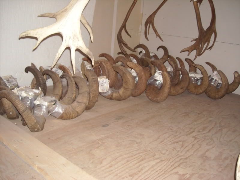 Buckcontests007.jpg