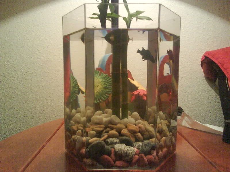 Will betta's fins grow back??