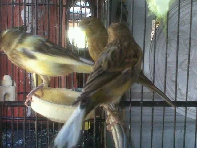 Jual Burung Kenari Afs Asli Detikforum