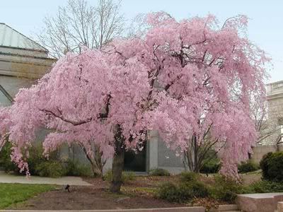 Cherry Blossom Festival on Cherry Blossom Time