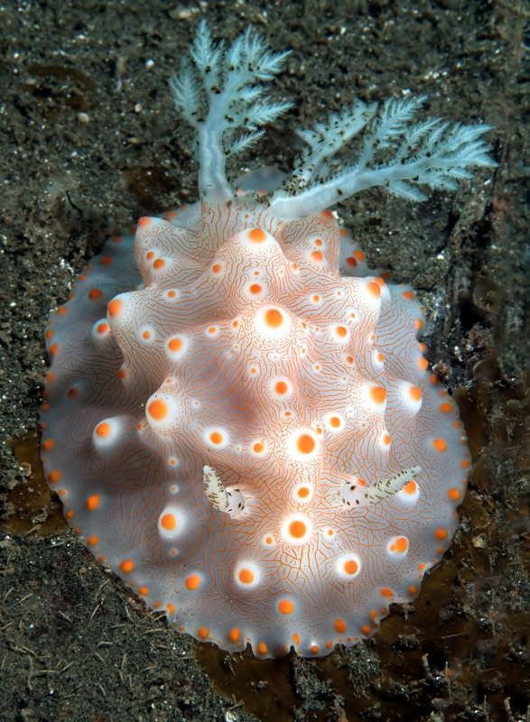 PNG_nudibranch2_s.jpg