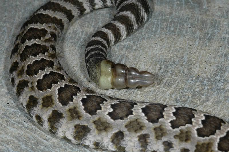 Rattler1.jpg