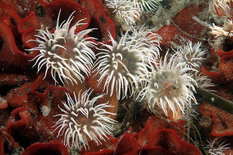 anemones_on_bryozoan.jpg