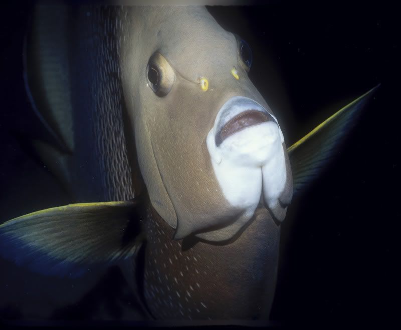 angelfish_grayface_s.jpg