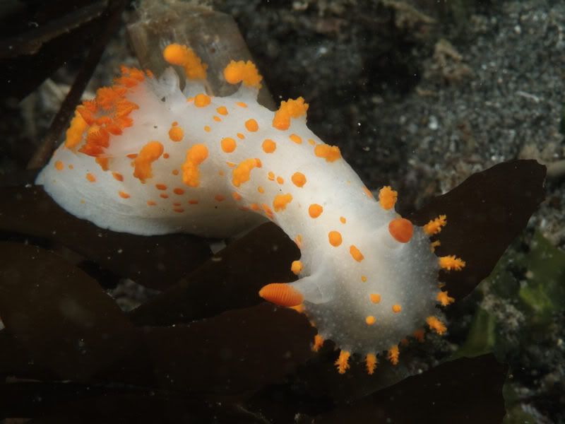 clown_nudibranch.jpg