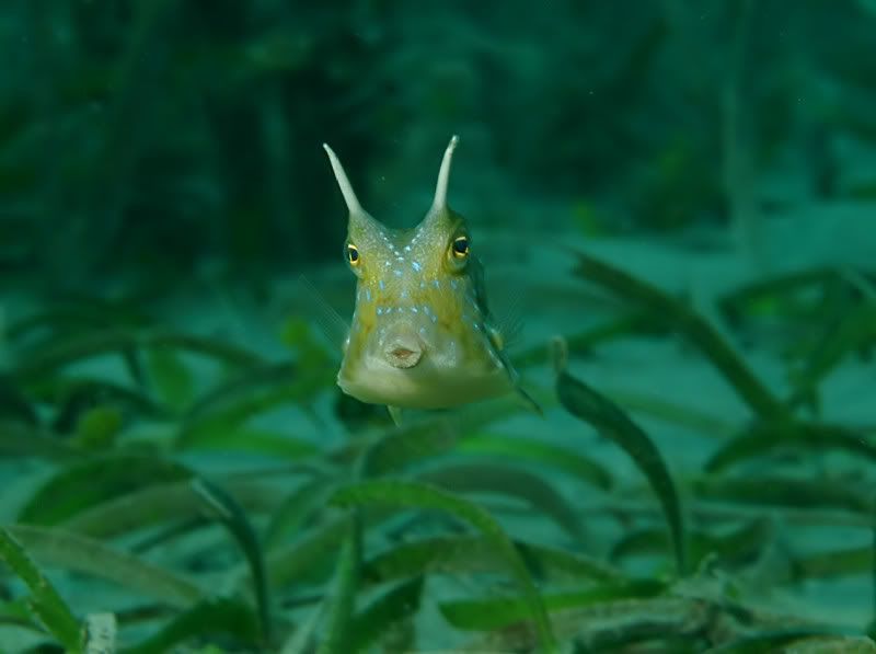 cowfish_s.jpg