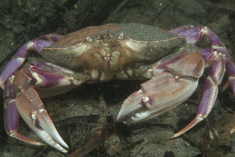 crab-4.jpg