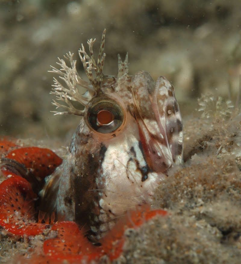 fringehead-3.jpg