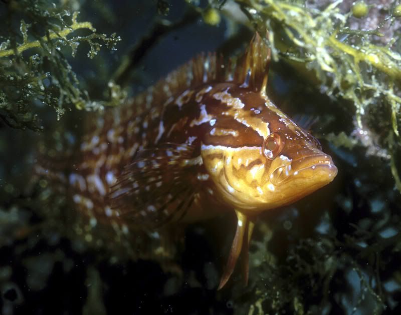 giant_kelpfish1_s.jpg