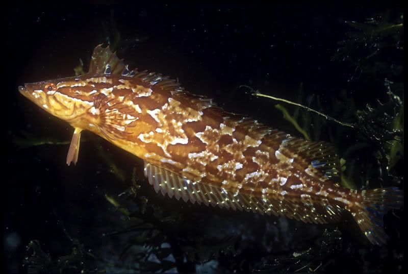 giant_kelpfish_s.jpg