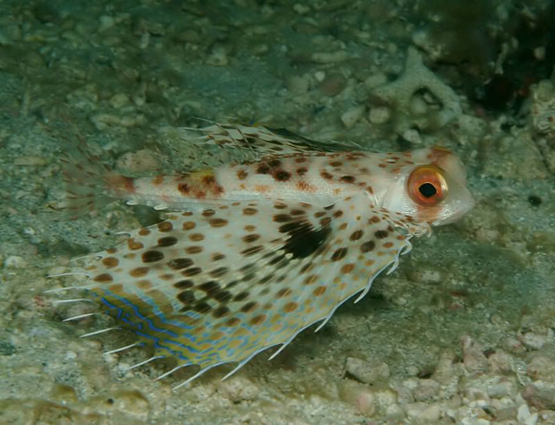 gurnard1_s.jpg