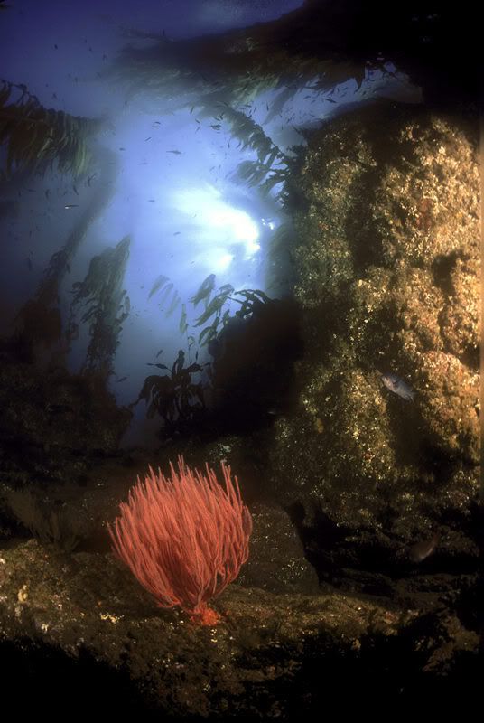 kelp_scene_gorgonian_s.jpg