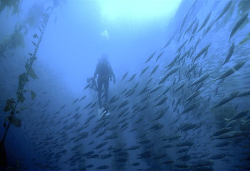 mackerel_in_kelp_s.jpg