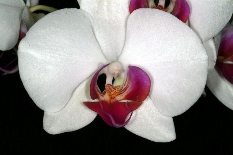 orchid_s-1.jpg