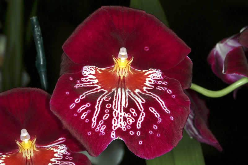 orchid_s.jpg