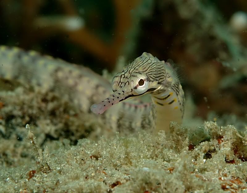 pipefish16_s.jpg