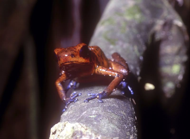 poison_dart_frog2.jpg