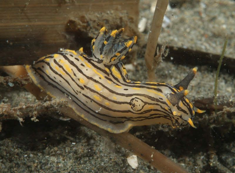 polycera1.jpg