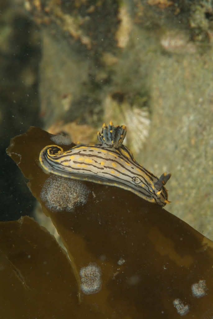 polycera2.jpg